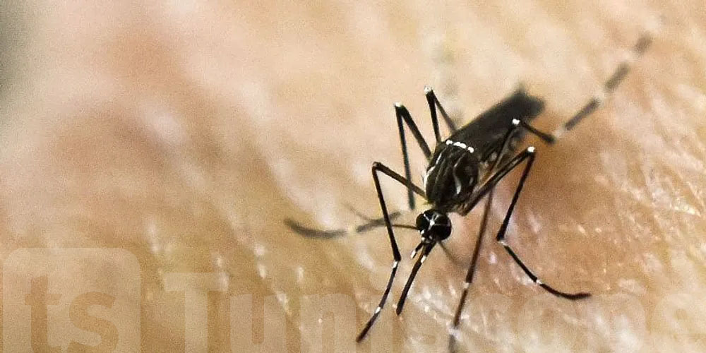 Chikungunya en Tunisie : aucune infection confirmée